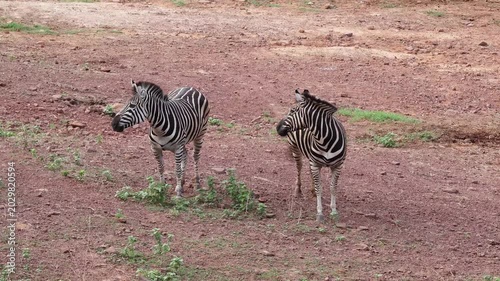Two zebras in natural habitat, one grazing while the other scans environment before both become vigilant