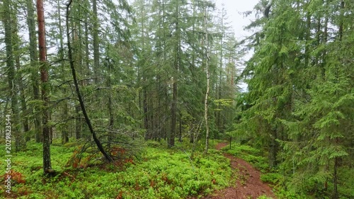 Wet forest on a mountain slope in spring rainy day