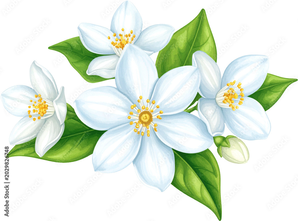 Fototapeta premium This elegant watercolor set features beautiful white jasmine flowers in full bloom with vibrant green leaves and delicate buds.
