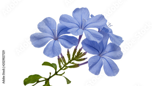 Fotografía Cluster of delicate blue plumbago flowers with green leaves, isolated on transpa