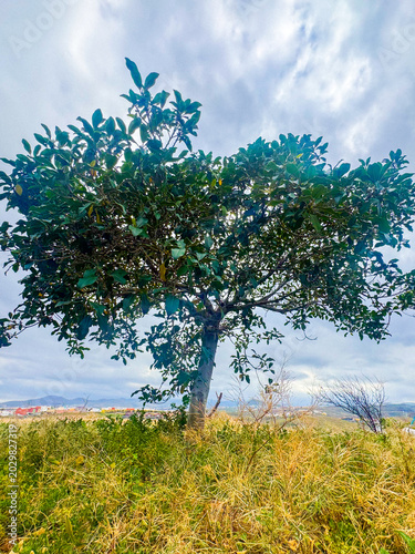 tree in the field