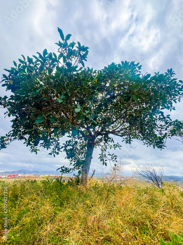 tree in the field