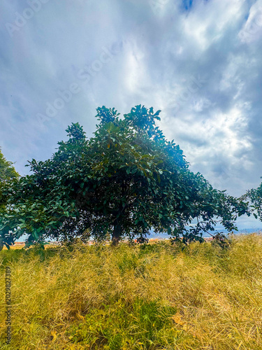 landscape with trees