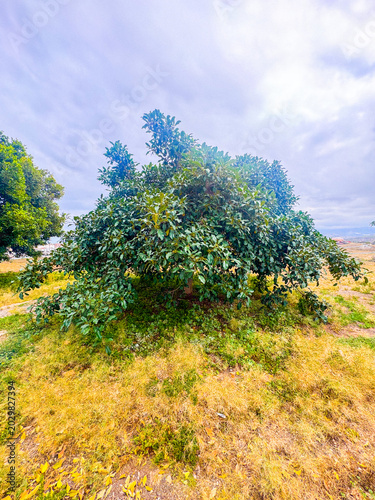 tree in the field