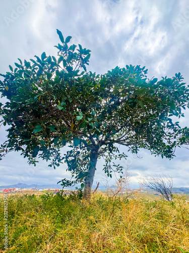 tree in the field