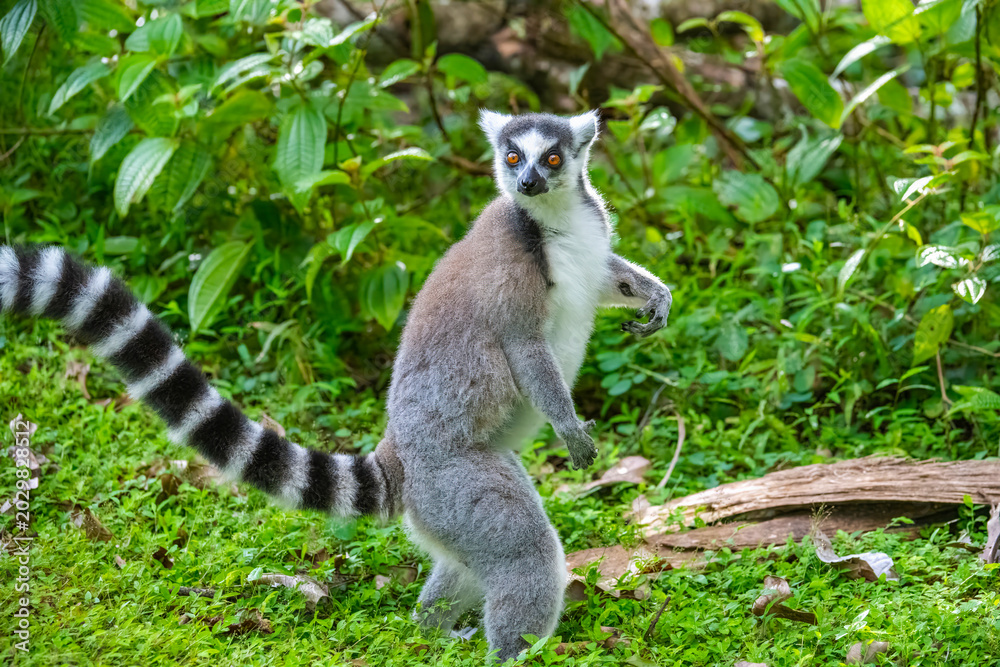 Fototapeta premium Ring tailed Lemur