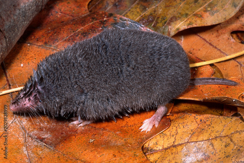 Εκτύπωση καμβά Southern short-tailed shrew, Blarina carolinensis