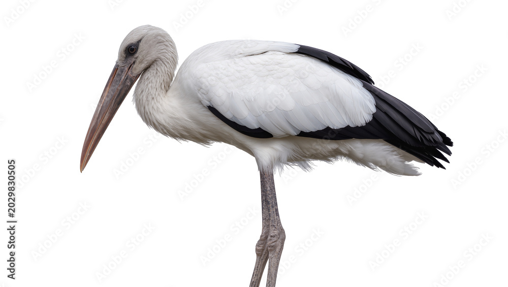 Fototapeta premium White stork with black wing tips, standing gracefully isolated on transparent background