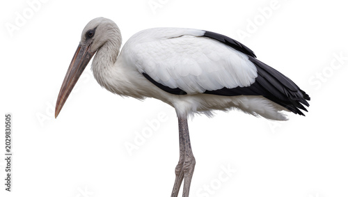 Foto White stork with black wing tips, standing gracefully isolated on transparent ba