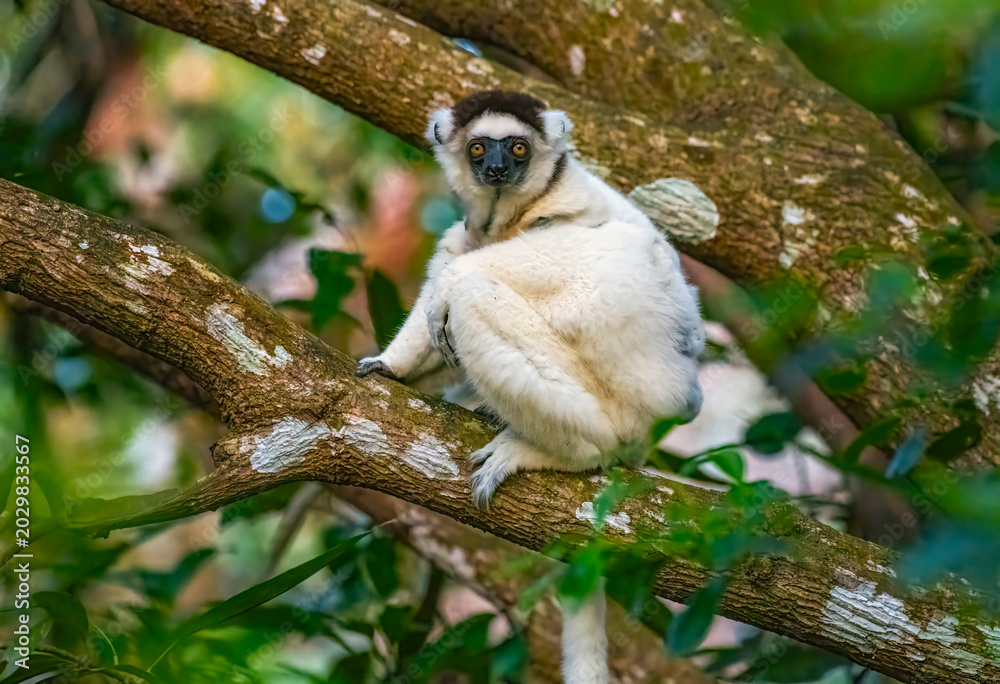 Fototapeta premium Verreaux’s Sifaka Lemur
