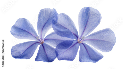Fényképezés Delicate blue plumbago flowers with visible veins, isolated on transparent backg