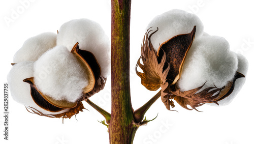 Foto Fluffy white cotton bolls with brown husks on stem, isolated on transparent back
