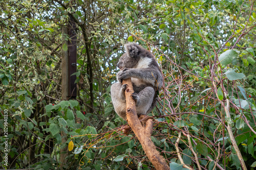 Photography Two koalas resting on tree branches in Kangaroo Island, Australia