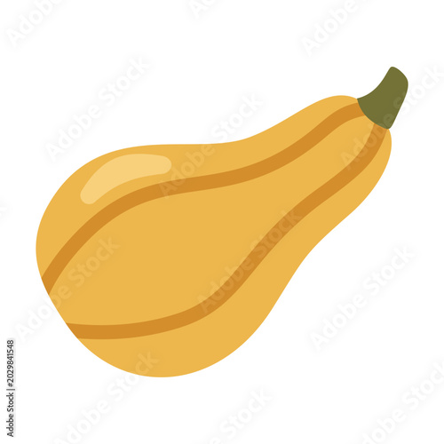 Curled butternut squash yellow honey pumpkin organic local farm vegetable flat cartoon vector