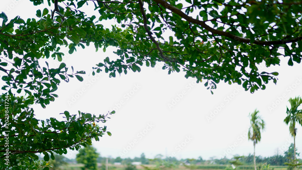 Fototapeta premium A vibrant landscape view showing green leaves, open farmland, and distant trees in soft daylight