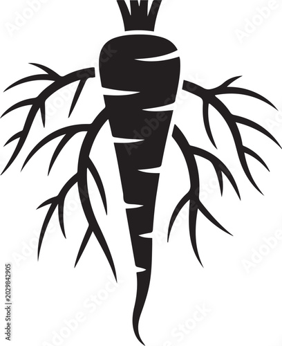 Fotografie Black silhouette of a parsnip with multiple rootlets