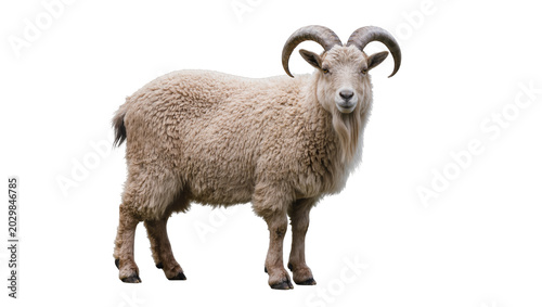 Foto Fluffy horned ram with thick wool coat, isolated on transparent background