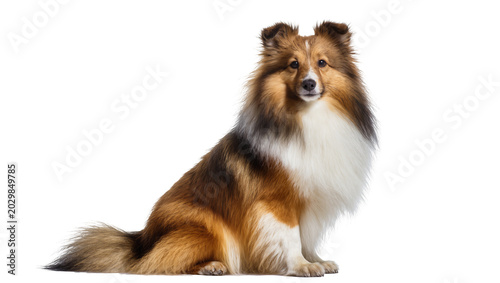 Tableau sur toile Shetland Sheepdog sitting attentively, isolated on transparent background