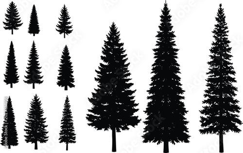 Photos Evergreen Pine Tree Silhouette Collection with Forest Conifer Shapes for Nature