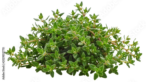 Fotografie Fresh green thyme herb sprigs, isolated on transparent background for culinary u