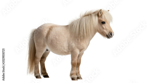 Schilderij op canvas Small palomino pony with flowing mane, isolated on transparent background
