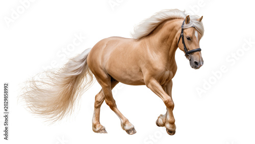 Foto Palomino horse with flowing mane and tail, isolated on transparent background