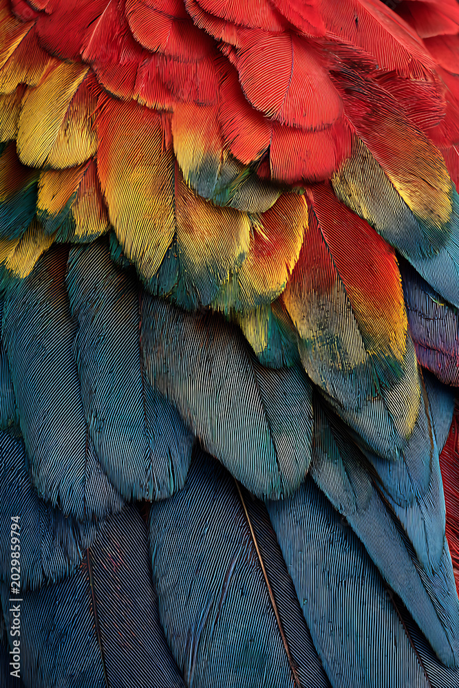 Obraz premium Close up macro shot of vibrant scarlet macaw feathers showing intricate detail and texture.