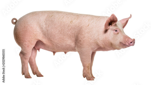 Bild auf Leinwand Pink pig with curly tail standing, isolated on transparent background