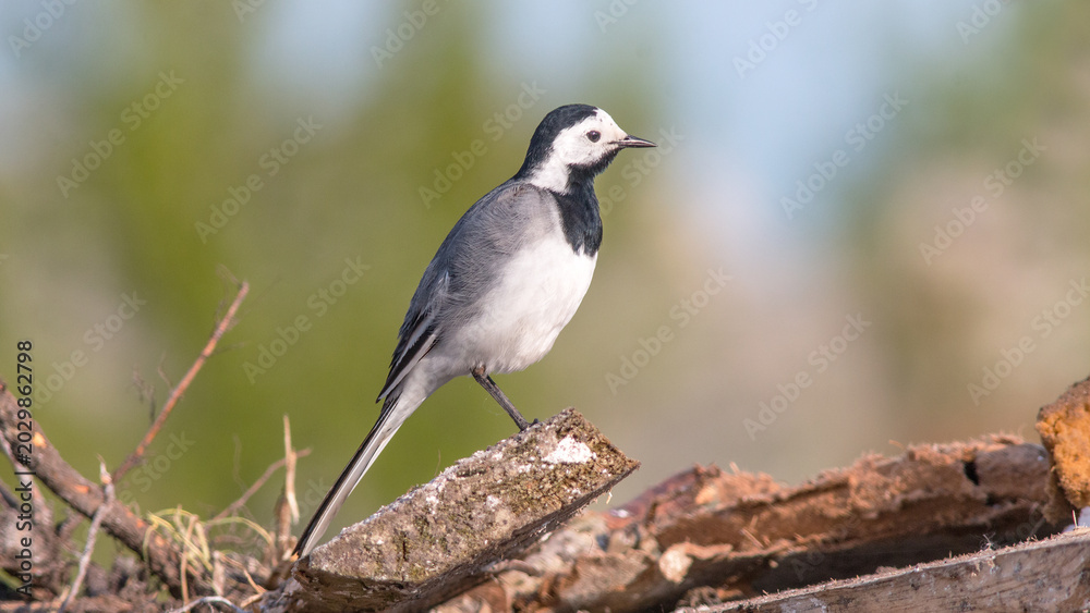 Fototapeta premium black winged blackbird