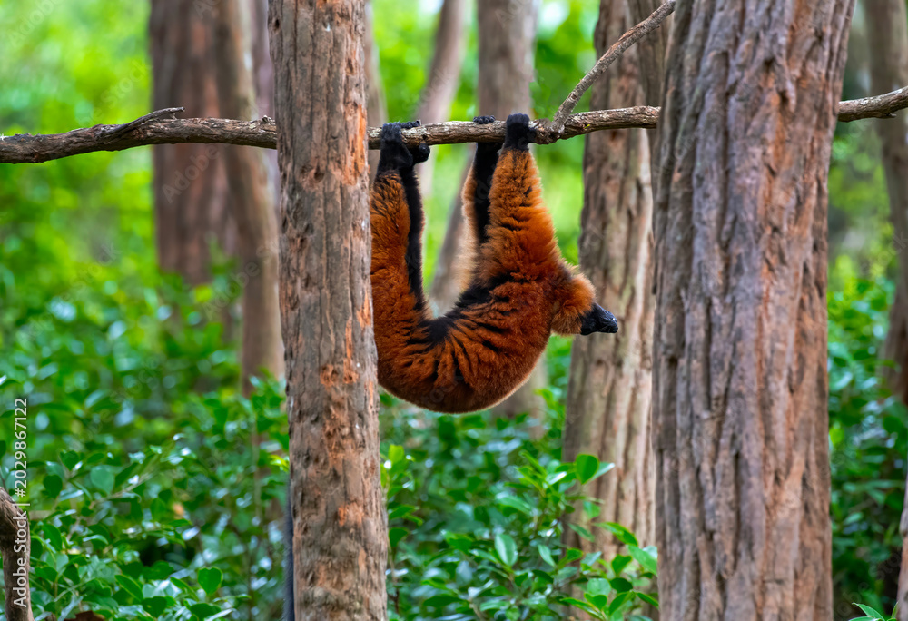 Fototapeta premium Ruffed Lemur