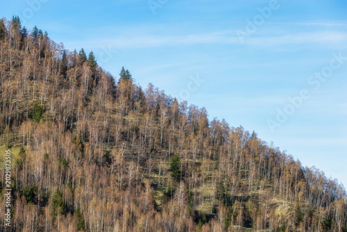 Peaceful Meadow and Pine Forest in Mountain Nature Park