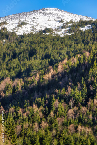 Beautiful Mountain Range with Pine Trees and Blue Sky