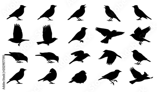 Tableau sur toile bird silhouette, bird vector, songbird silhouette, black bird, flying bird silho