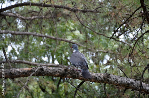 A common wood pigeon (Columba palumbus) perched on a thick pine tree branch in a forest. Natural wildlife scene with a bird of passage in its habitat against a background of green foliage