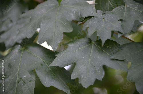 A detailed close-up shot of large, dark green maple leaves with visible texture and veins. Natural forest foliage background, perfect for nature, ecology, and botanical themed projects