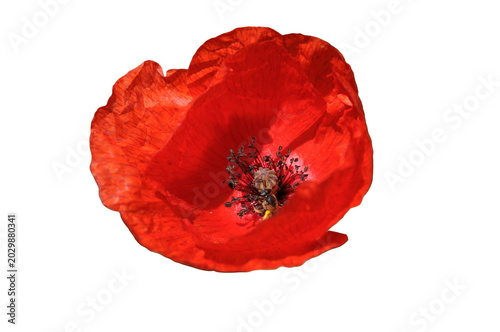 red poppy isolated on transparent background