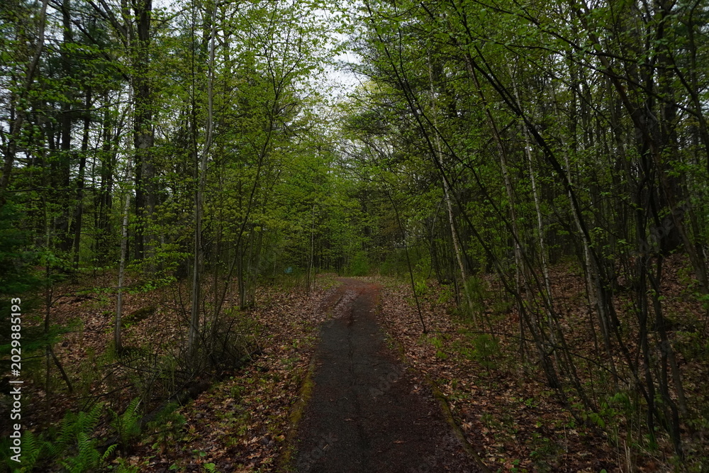 Fototapeta premium A narrow dirt path winds through a dense spring forest with lush green foliage and thin deciduous tree trunks under an overcast sky