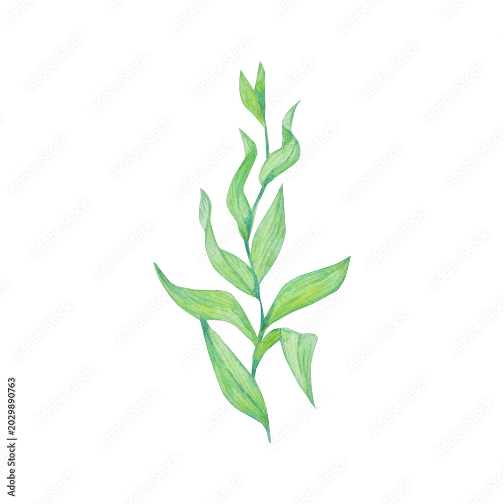 Fototapeta premium Green watercolor seaweed branch isolated on white background. Hand drawn marine illustration of underwater flora plant. Delicate detailed ocean kelp sprout with leaves for design
