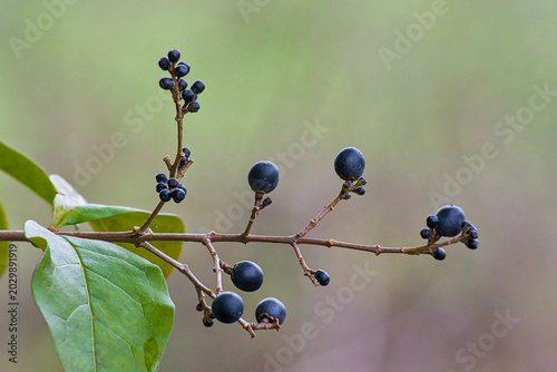 Tableau sur toile closeup of a twig with black wild privet berries in different sizes - Ligustrum