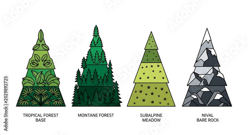 Mountain vegetation zones infographic, altitudinal zonation of mountain ecosystems, flat vector illustration