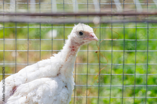 фотографія Young white turkey poult in a wire cage on a domestic poultry farm