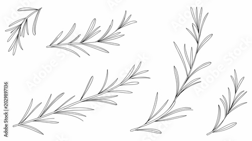 Minimal rosemary branches in a clean organic line art pattern