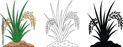 Photos Rice crop set, mature paddy plants in colored line and silhouette formats for agriculture branding and food industry graphics