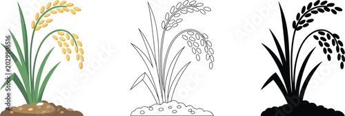 Tableau sur toile Rice plant set, paddy crop in color line art and silhouette styles for agriculture food production and farming design