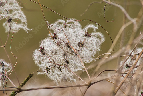  Fluffy white clematis vitalba seeds 