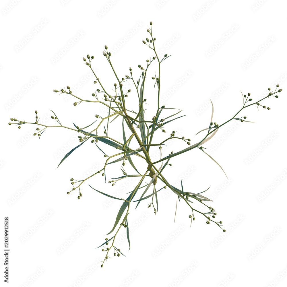 Fototapeta premium Conyza canadensis tree plan, top view, cutout, transparent background, isolate, Delicate fern frond, detailed botanical illustration, nature study, graceful design element, png graphic.