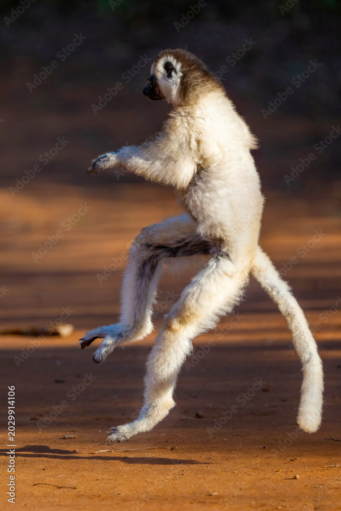 Fototapeta premium Verreaux’s Sifaka Lemur