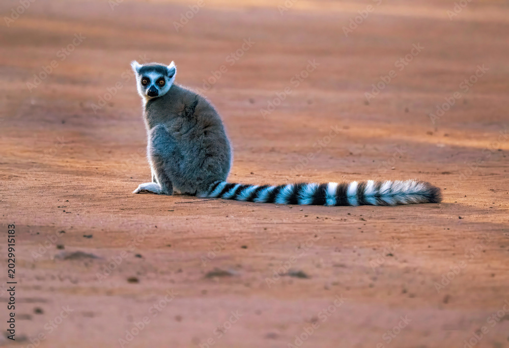 Fototapeta premium Ring tailed Lemur