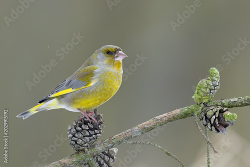 Photos European greenfinch perched on pine branch