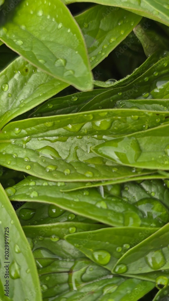 Fototapeta premium A macro vertical shot of a closed green peony (Paeonia) bud covered in fresh raindrops or morning dew, surrounded by lush green foliage. Concept of spring growth, gardening, and nature's awakening.